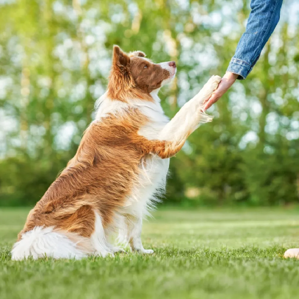 Border Collie 04.webp